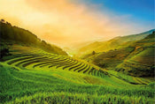 Wizard+Genius Terraced Rice Field In Vietnam Vlies Fotobehang 384x260cm 8 banen | Yourdecoration.be