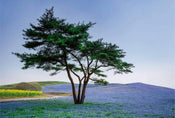 Wizard+Genius Tree in Blue Flower Field in Japan Vlies Fotobehang 384x260cm 8 banen | Yourdecoration.be