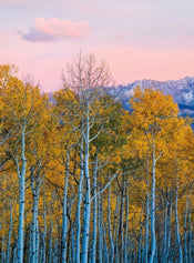 Wizard+Genius Birches And Mountains Vlies Fotobehang 192x260cm 4 banen | Yourdecoration.be