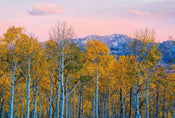 Wizard+Genius Birches and Mountains Vlies Fotobehang 384x260cm 8 banen | Yourdecoration.be