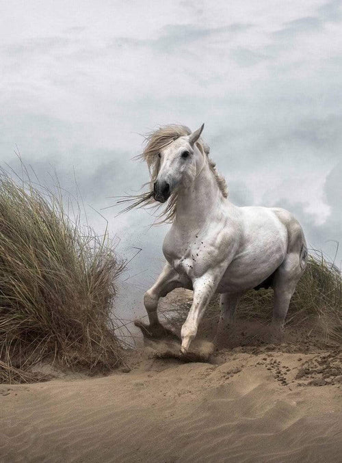 Wizard+Genius White Wild Horse Vlies Fotobehang 192x260cm 4 banen | Yourdecoration.be