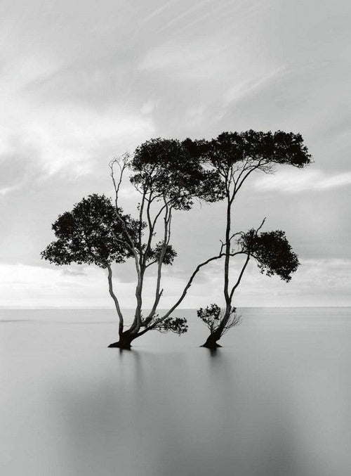 Wizard+Genius Trees In The Still Water Vlies Fotobehang 192x260cm 4 banen | Yourdecoration.be