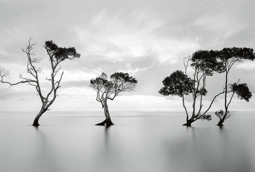 Wizard+Genius Trees in the Still Water Vlies Fotobehang 384x260cm 8 banen | Yourdecoration.be