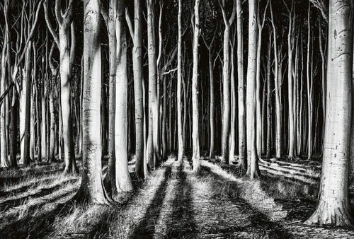 Wizard+Genius Ghost Forest Vlies Fotobehang 384x260cm 8 banen | Yourdecoration.be