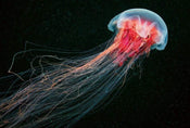 Wizard+Genius Jellyfish Vlies Fotobehang 384x260cm 8 banen | Yourdecoration.be