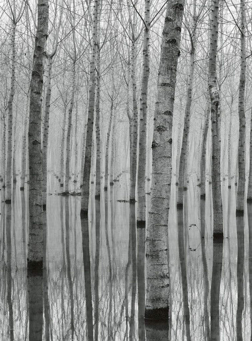 Wizard+Genius Birch Forest In The Water Vlies Fotobehang 192x260cm 4 banen | Yourdecoration.be