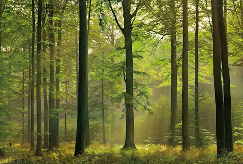 Wizard+Genius Autumn Forest Vlies Fotobehang 384x260cm 8 banen | Yourdecoration.be