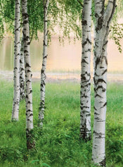 Wizard+Genius Nordic Forest Vlies Fotobehang 192x260cm 4 banen | Yourdecoration.be