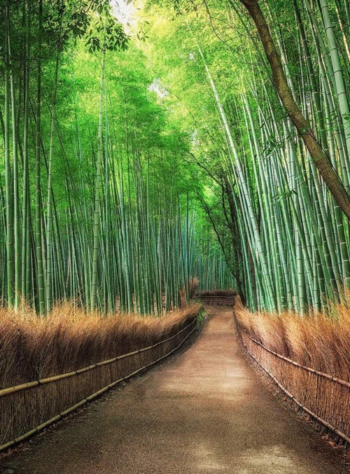 Wizard+Genius Bamboo Grove Kyoto Vlies Fotobehang 192x260cm 4 banen | Yourdecoration.be