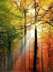 Wizard+Genius Golden Autumn Vlies Fotobehang 192x260cm 4 banen | Yourdecoration.be