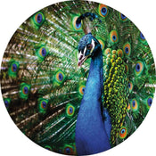 Wizard+Genius Beautiful Peacock Vlies Fotobehang 140x140cm rond | Yourdecoration.be