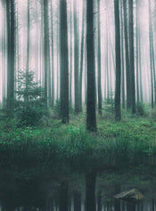 Wizard+Genius In the Woods Vlies Fotobehang 192x260cm 4 banen | Yourdecoration.be