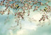 Komar Sakura Fotobehang 368x254cm | Yourdecoration.be