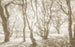 Komar Bleached Birch Vlies Fotobehang 400x250cm 4 banen | Yourdecoration.be