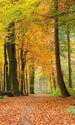 Dimex Autumn Forest Fotobehang 150x250cm 2 banen | Yourdecoration.be