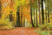 Dimex Autumn Forest Fotobehang 375x250cm 5 banen | Yourdecoration.be