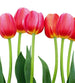 Dimex Bed of Tulips Fotobehang 225x250cm 3 banen | Yourdecoration.be