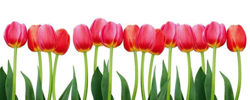 Dimex Bed of Tulips Fotobehang 375x150cm 5 banen | Yourdecoration.be