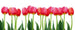 Dimex Bed of Tulips Fotobehang 375x150cm 5 banen | Yourdecoration.be