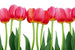 Dimex Bed of Tulips Fotobehang 375x250cm 5 banen | Yourdecoration.be