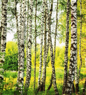 Dimex Birch Forest Fotobehang 225x250cm 3 banen | Yourdecoration.be