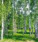 Dimex Birch Grow Fotobehang 225x250cm 3 banen | Yourdecoration.be