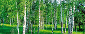 Dimex Birch Grow Fotobehang 375x150cm 5 banen | Yourdecoration.be