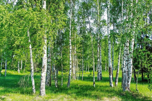 Dimex Birch Grow Fotobehang 375x250cm 5 banen | Yourdecoration.be