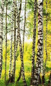 Dimex Birch Path Fotobehang 150x250cm 2 banen | Yourdecoration.be