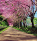 Dimex Blossom Alley Fotobehang 225x250cm 3 banen | Yourdecoration.be