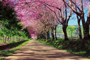 Dimex Blossom Alley Fotobehang 375x250cm 5 banen | Yourdecoration.be