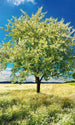 Dimex Blossom Tree Fotobehang 150x250cm 2 banen | Yourdecoration.be