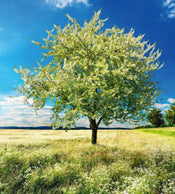 Dimex Blossom Tree Fotobehang 225x250cm 3 banen | Yourdecoration.be