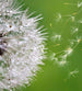 Dimex Blowing Dandelion Fotobehang 225x250cm 3 banen | Yourdecoration.be