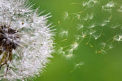 Dimex Blowing Dandelion Fotobehang 375x250cm 5 banen | Yourdecoration.be