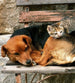 Dimex Cat and Dog Fotobehang 225x250cm 3 banen | Yourdecoration.be