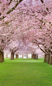 Dimex Cherry Trees Fotobehang 150x250cm 2 banen | Yourdecoration.be