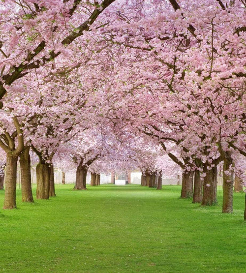 Dimex Cherry Trees Fotobehang 225x250cm 3 banen | Yourdecoration.be