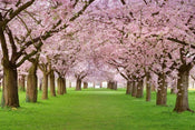 Dimex Cherry Trees Fotobehang 375x250cm 5 banen | Yourdecoration.be