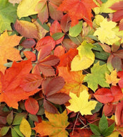 Dimex Colourful Leaves Fotobehang 225x250cm 3 banen | Yourdecoration.be