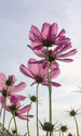 Dimex Cosmos Flowers Fotobehang 150x250cm 2 banen | Yourdecoration.be