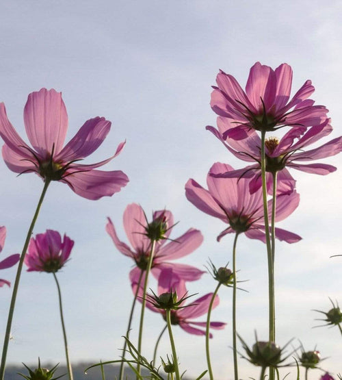 Dimex Cosmos Flowers Fotobehang 225x250cm 3 banen | Yourdecoration.be