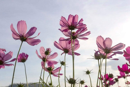 Dimex Cosmos Flowers Fotobehang 375x250cm 5 banen | Yourdecoration.be