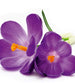 Dimex Crocus Fotobehang 225x250cm 3 banen | Yourdecoration.be