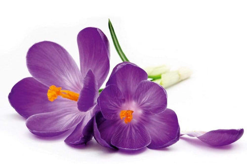 Dimex Crocus Fotobehang 375x250cm 5 banen | Yourdecoration.be