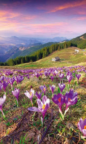 Dimex Crocuses at Spring Fotobehang 150x250cm 2 banen | Yourdecoration.be