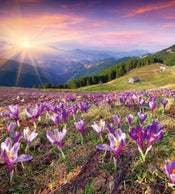 Dimex Crocuses at Spring Fotobehang 225x250cm 3 banen | Yourdecoration.be