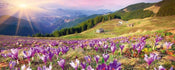 Dimex Crocuses at Spring Fotobehang 375x150cm 5 banen | Yourdecoration.be