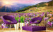 Dimex Crocuses at Spring Fotobehang 375x250cm 5 banen Sfeer | Yourdecoration.nl