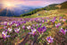 Dimex Crocuses at Spring Fotobehang 375x250cm 5 banen | Yourdecoration.be